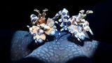 //CUPOTY-© Adriano Morettin-Harlequin Shrimps//  //CREDIT//© Adriano Morettin | cupoty.com  //SUBHEAD// Finalist  Name: Adriano Morettin  Title: Harlequin Shrimps  Nationality: Italian  Occupation: Retired  Further info: Instagram: @adrianomorettin, Facebook: adriano.morettin      ‘These Harlequin shrimps (Hymenocera picta) are feasting on a blue star (Linckia laevigata) in the Lembeh Strait, Indonesia. Breeding pairs stay close together, remaining active and hunting for echinoderms (starfish) during the day. They stand on top of their prey to immobilise it and then flip it over to access its tube feet. To showcase the beautiful details of the shrimps and highlight the lace-like patterns of the starfish, I used a flash (SEACAM Sea Flash 150) with snoot (a Retra LSD).’