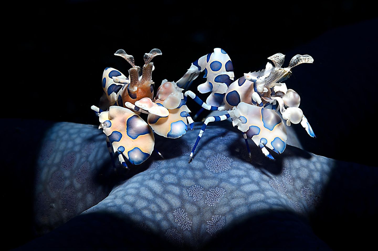 //CUPOTY-© Adriano Morettin-Harlequin Shrimps//  //CREDIT//© Adriano Morettin | cupoty.com  //SUBHEAD// Finalist  Name: Adriano Morettin  Title: Harlequin Shrimps  Nationality: Italian  Occupation: Retired  Further info: Instagram: @adrianomorettin, Facebook: adriano.morettin      ‘These Harlequin shrimps (Hymenocera picta) are feasting on a blue star (Linckia laevigata) in the Lembeh Strait, Indonesia. Breeding pairs stay close together, remaining active and hunting for echinoderms (starfish) during the day. They stand on top of their prey to immobilise it and then flip it over to access its tube feet. To showcase the beautiful details of the shrimps and highlight the lace-like patterns of the starfish, I used a flash (SEACAM Sea Flash 150) with snoot (a Retra LSD).’