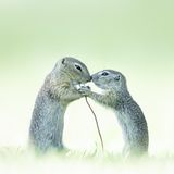 //CUPOTY-© Alex Pansier-True Love//  //CREDIT//© Alex Pansier | cupoty.com  //SUBHEAD// Overall Winner: CUPOTY CHALLENGE: Two of a Kind  Name: Alex Pansier  Title: True Love  Nationality: Dutch  Occupation: Nature photographer  Further info: www.alexpansier.com, Instagram: @alexpansier, Facebook: alex.pansier      ‘European ground squirrels are classified as vulnerable, mainly due to habitat loss. These two were busy eating a faded poppy on a lawn in Vienna. I really enjoyed watching them working together, like father and son. For me, observing and photographing nature is a great way to unwind and share the beauty that’s all around us. I prefer compositions that are simple and pared back, and I usually shoot on dark and moody days, although this image has a lighter feel.’