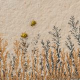 //CUPOTY-© Carlos Pérez Naval-Over the Mineral World//  //CREDIT// © Carlos Pérez Naval | cupoty.com  //SUBHEAD// Finalist  Name: Carlos Pérez Naval  Title: Over the Mineral World  Nationality: Spanish  Occupation: Student (secondary school)  Further info: Instagram: @carlospereznaval      ‘Natural wonders occur all around us, but most of the time we don’t even notice. I spotted these two yellow ladybugs (Psyllobora vigintiduopunctata) on a wall close to my school in Calamocha, Teruel, Spain. The insects themselves are pretty enough – with their bright yellow bodies and black spots – but it’s the mineral world below them that really makes this picture for me. The “drawings” in the rock are actually mineral precipitations of manganese oxide.’