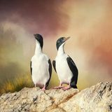 //CUPOTY-© Noelle Bennett-Hey! What's that?//  //CREDIT// © Noelle Bennett | cupoty.com  //SUBHEAD// Finalist  Name: Noelle Bennett  Title: Hey! What's that?  Nationality: New Zealander  Occupation: Retired radiation therapist  Further info: www.noellebennettphotography.com, Facebook: noellebennettphotography      ‘These magnificent birds are New Zealand King shags – they’re an endemic New Zealand species occurring in one small area: Marlborough Sounds. It’s a situation that hasn't changed for more than 240 years. Unfortunately, this type of restricted distribution makes a species incredibly vulnerable. The only way to see King shags is by boat, which makes my lifestyle ideal, because I live on a yacht! Naturally, photographing from a boat presents its own challenges – even when it's calm there is usually some sort of swell, which creates movement. A tripod is no use here! The birds tend to inhabit rocky areas and, let’s face it, boats and rocks don’t mix well, so a long lens is essential. The final image is a composite, but each of the additional layers (there are two of them) was produced from the original single file.’