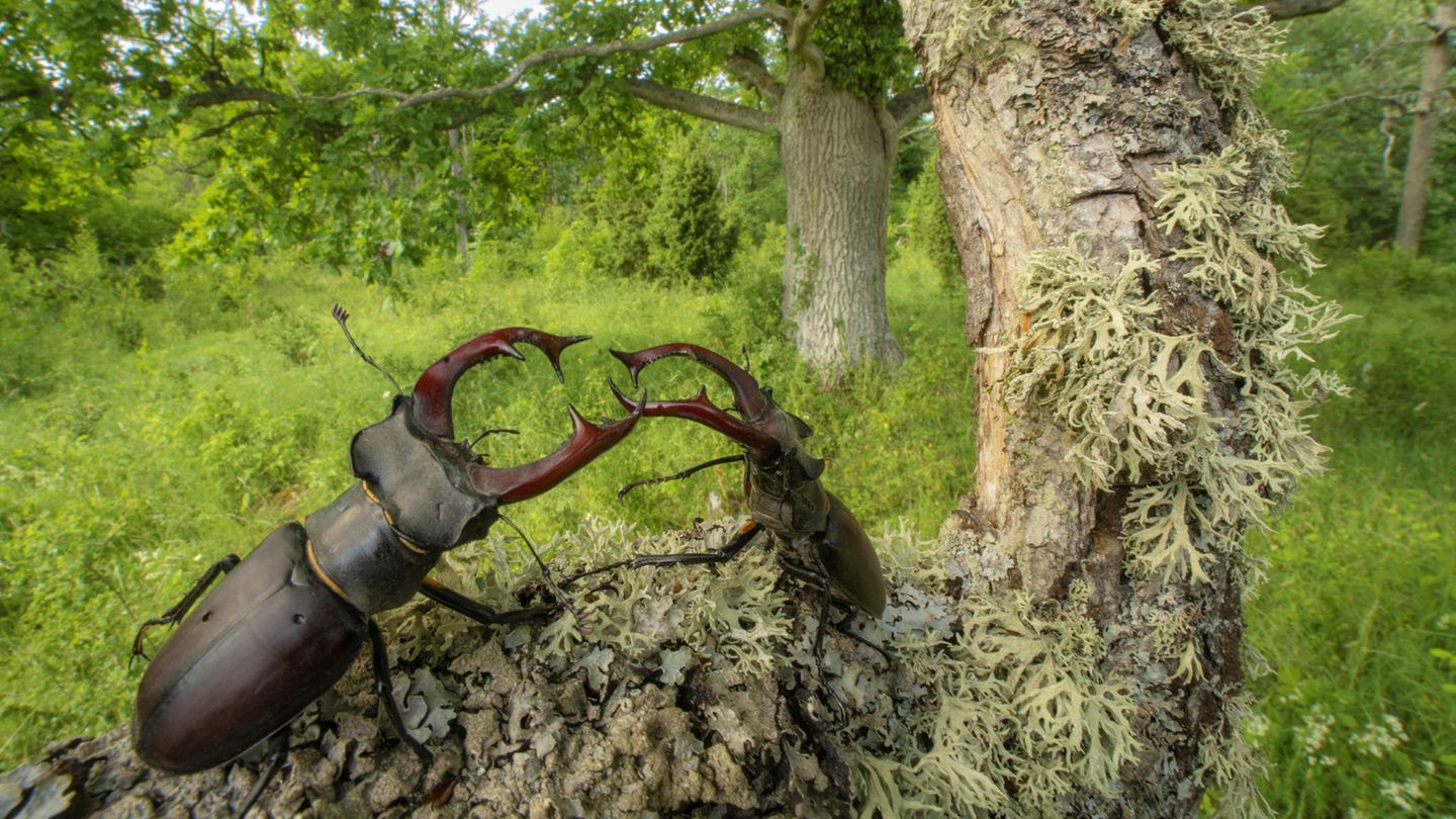 //CUPOTY-© Pal Hermansen-The Fight//  //CREDIT//© Pål Hermansen | cupoty.com  //SUBHEAD// Finalist  Name: Pål Hermansen  Title: The Fight  Nationality: Norwegian  Occupation: Photographer/author/dentist  Further info: www.palhermansen.com      ‘Male European stag beetles (Lucanus cervus) use their sizable mandibles to impress potential mates and fight off rival males. I spotted these two sparring in southern Sweden, one of only a few locations in Scandinavia where populations can still be found. In early June the males appear in the oak forest, but their arrival is tinged with sadness because this iconic species is now on the IUNC red list as it’s considered “Near Threatened”. Numbers are declining across most of Europe due to habitat loss.’