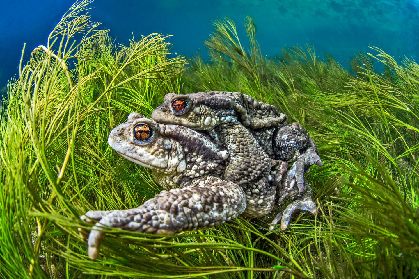 //© Mathieu Foulquié-Two Toads-CUPOTY//  //CREDIT// © Mathieu Foulquié | cupoty.com  //SUBHEAD// Finalist  Name: Mathieu Foulquié  Title: Two Toads  Nationality French  Occupation Marine Biologist Further information: Instagram: mathieu.foulquie.photographie, Facebook: MathieuFoulquiePhotographie      ‘Two common toads (Bufo bufo), mating in the Buèges river, France. Wildlife will always offer you the most beautiful spectacle and the most unexpected encounters, even a stone's throw from your home.’