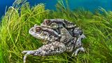 //© Mathieu Foulquié-Two Toads-CUPOTY//  //CREDIT// © Mathieu Foulquié | cupoty.com  //SUBHEAD// Finalist  Name: Mathieu Foulquié  Title: Two Toads  Nationality French  Occupation Marine Biologist Further information: Instagram: mathieu.foulquie.photographie, Facebook: MathieuFoulquiePhotographie      ‘Two common toads (Bufo bufo), mating in the Buèges river, France. Wildlife will always offer you the most beautiful spectacle and the most unexpected encounters, even a stone's throw from your home.’