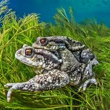 //© Mathieu Foulquié-Two Toads-CUPOTY//  //CREDIT// © Mathieu Foulquié | cupoty.com  //SUBHEAD// Finalist  Name: Mathieu Foulquié  Title: Two Toads  Nationality French  Occupation Marine Biologist Further information: Instagram: mathieu.foulquie.photographie, Facebook: MathieuFoulquiePhotographie      ‘Two common toads (Bufo bufo), mating in the Buèges river, France. Wildlife will always offer you the most beautiful spectacle and the most unexpected encounters, even a stone's throw from your home.’