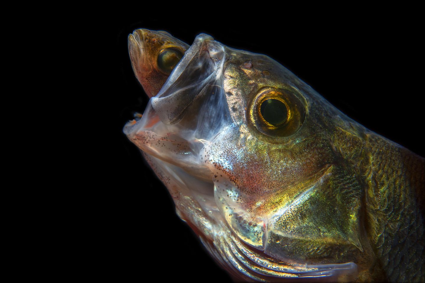 //© Luc Rooman-Eating Perch//  //CREDIT// © Luc Rooman | cupoty.com  //SUBHEAD// Finalist  Name: Luc Rooman  Title: Eating Perch  Nationality Belgian  Occupation Caterer  Further information: Facebook: luc.rooman.5      ‘This photo was taken during a night dive in Domein Muisbroek, Antwerp during the open Belgian underwater photography championship that I eventually won. It’s actually a lucky shot because the big perch didn't swallow the smaller perch right away, allowing me enough time to take a series of photos before the smaller fish is eaten.’