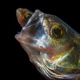 //© Luc Rooman-Eating Perch//  //CREDIT// © Luc Rooman | cupoty.com  //SUBHEAD// Finalist  Name: Luc Rooman  Title: Eating Perch  Nationality Belgian  Occupation Caterer  Further information: Facebook: luc.rooman.5      ‘This photo was taken during a night dive in Domein Muisbroek, Antwerp during the open Belgian underwater photography championship that I eventually won. It’s actually a lucky shot because the big perch didn't swallow the smaller perch right away, allowing me enough time to take a series of photos before the smaller fish is eaten.’