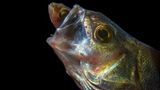//© Luc Rooman-Eating Perch//  //CREDIT// © Luc Rooman | cupoty.com  //SUBHEAD// Finalist  Name: Luc Rooman  Title: Eating Perch  Nationality Belgian  Occupation Caterer  Further information: Facebook: luc.rooman.5      ‘This photo was taken during a night dive in Domein Muisbroek, Antwerp during the open Belgian underwater photography championship that I eventually won. It’s actually a lucky shot because the big perch didn't swallow the smaller perch right away, allowing me enough time to take a series of photos before the smaller fish is eaten.’