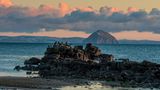 cormorant colony on rocks at cleitts shore at dawn with ailsa craig in background, arran