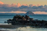 cormorant colony on rocks at cleitts shore at dawn with ailsa craig in background, arran