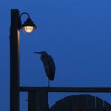 14.02.2022      "Als ich am frühen Morgen zum Pier ging sah ich ihn..., den Fischreiher im Rampenlicht."      Ort: Rockport, USA  Kamera: Canon 7 D Mark II Ef 70-200 mm USM