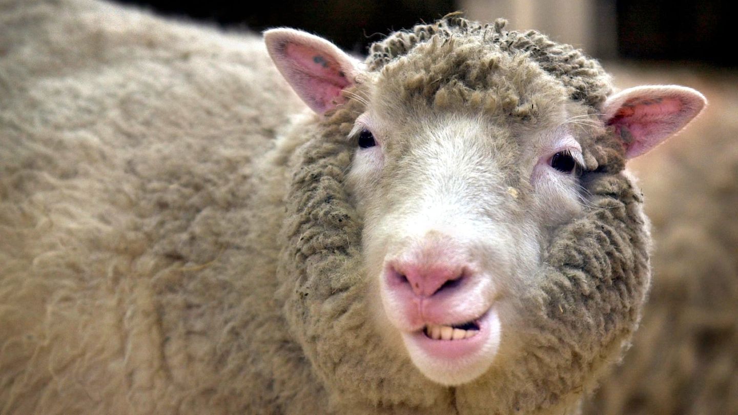 Das Klonschaf Dolly zeigt im Roslin-Institut bei Edinburgh seine Zähne.