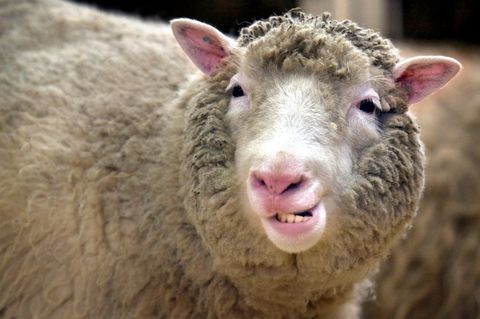 Das Klonschaf Dolly zeigt im Roslin-Institut bei Edinburgh seine Zähne.