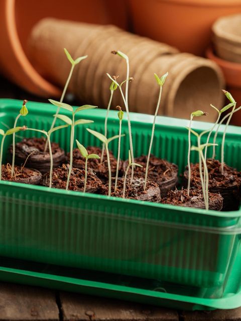 Tomaten vorziehen auf der Fensterbank