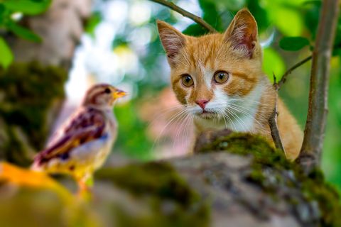 Hauskatze auf der Jagd