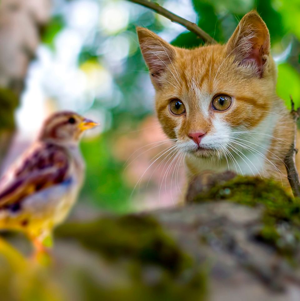 Hauskatze auf der Jagd