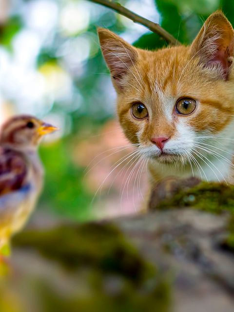 Hauskatze auf der Jagd