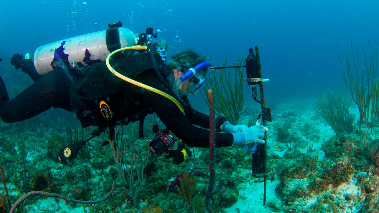 Dr. Amy Apprill plaziert Einkanal-Hydrophone