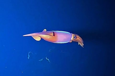 Kalmar aus der Familie Gonatidae im Arktischen Ozean, aufgenommen von der Expeditions-Fischkamera.