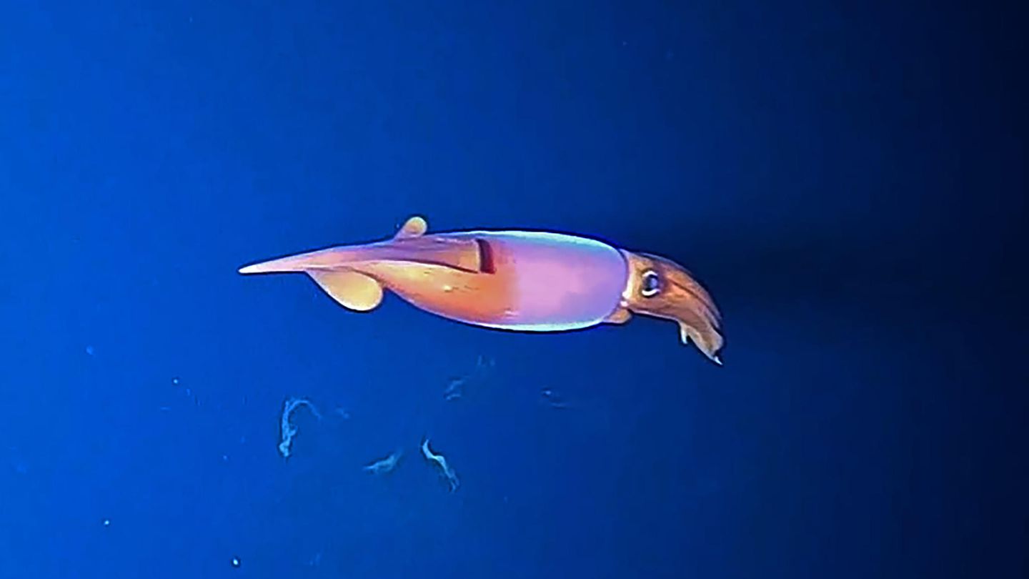 Kalmar aus der Familie Gonatidae im Arktischen Ozean, aufgenommen von der Expeditions-Fischkamera.