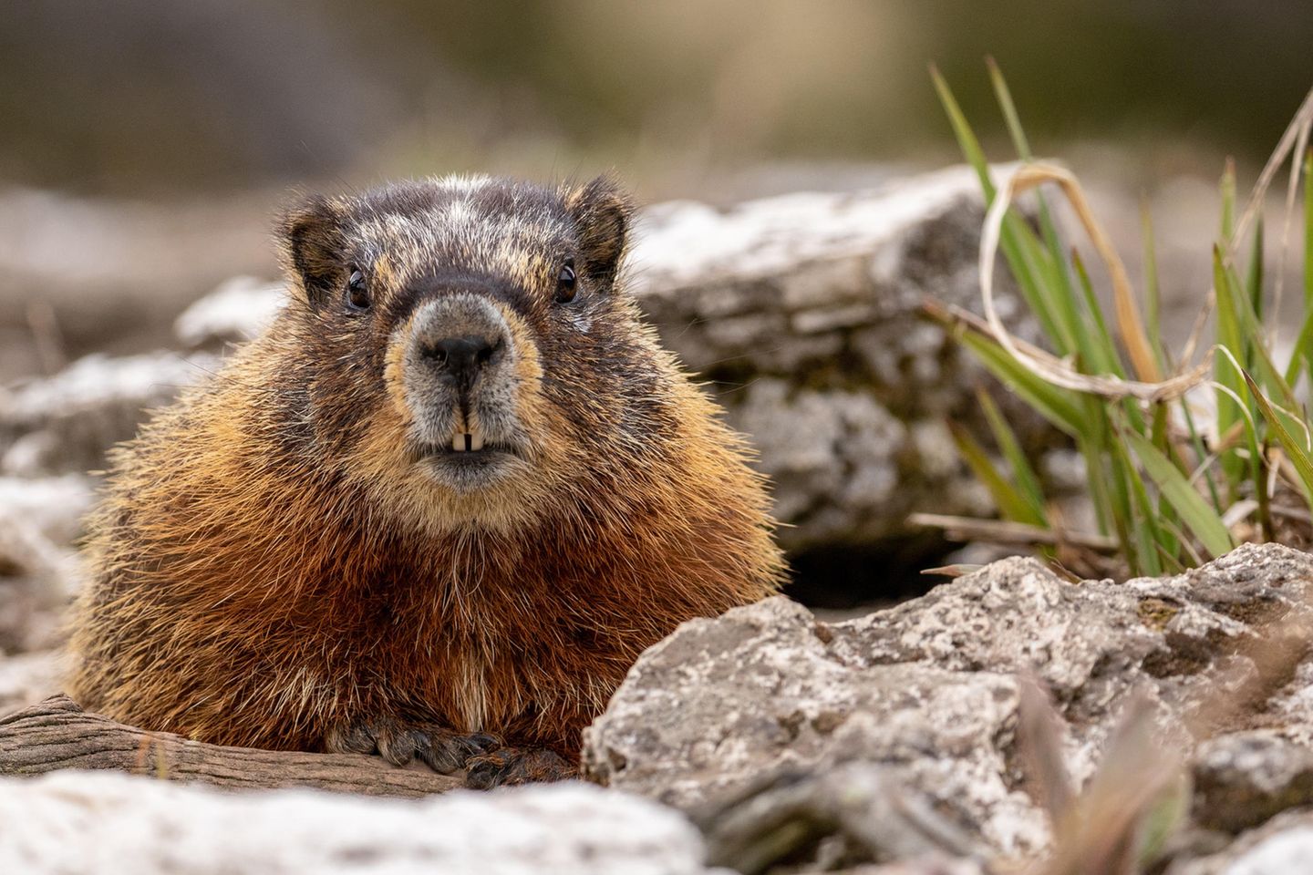 Murmeltier im Yellowstone Nationalpark