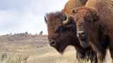 Bisons im Yellowstone National Park