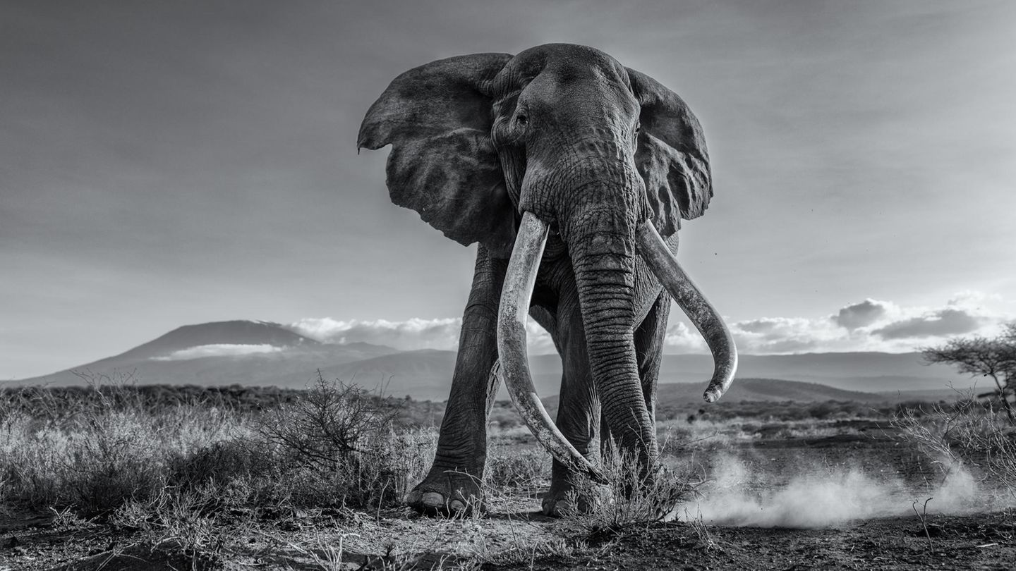 Kuwait: "Gigantischer Elefant" Image Name: Giant Tusker Photographer Name: Mohammad Mirza Year: 2022 Image Description: <p>Photographing a giant tusker like Craig was a big challenge for me. Getting so close, within a few metres from this big bull, and shooting from a very low angle with a wide lens, requires some courage! After five days with several attempts at photographing Craig in an open space, I managed to get this shot face to face, with mount Kilimanjaro as a backdrop.</p> Copyright: © Mohammad Mirza, Kuwait, Winner, National Awards, Natural World & Wildlife, 2022 Sony World Photography Awards