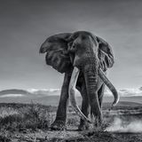 Image Name: Giant Tusker  Photographer Name: Mohammad Mirza  Year: 2022  Image Description: <p>Photographing a giant tusker like Craig was a big challenge for me. Getting so close, within a few metres from this big bull, and shooting from a very low angle with a wide lens, requires some courage! After five days with several attempts at photographing Craig in an open space, I managed to get this shot face to face, with mount Kilimanjaro as a backdrop.</p>  Copyright: © Mohammad Mirza, Kuwait, Winner, National Awards, Natural World & Wildlife, 2022 Sony World Photography Awards