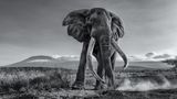 Image Name: Giant Tusker  Photographer Name: Mohammad Mirza  Year: 2022  Image Description: <p>Photographing a giant tusker like Craig was a big challenge for me. Getting so close, within a few metres from this big bull, and shooting from a very low angle with a wide lens, requires some courage! After five days with several attempts at photographing Craig in an open space, I managed to get this shot face to face, with mount Kilimanjaro as a backdrop.</p>  Copyright: © Mohammad Mirza, Kuwait, Winner, National Awards, Natural World & Wildlife, 2022 Sony World Photography Awards