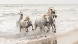 Image Name: Wild Horses  Photographer Name: Matjaž Šimic  Year: 2022  Image Description: <p>When we visited France this summer, we saw the famous white Camargue horses. Their elegance and energy fascinated me so much that I was left speechless.</p>  Copyright: © Matjaž Šimic, Slovenia, Winner, National Awards, Natural World & Wildlife, 2022 Sony World Photography Awards