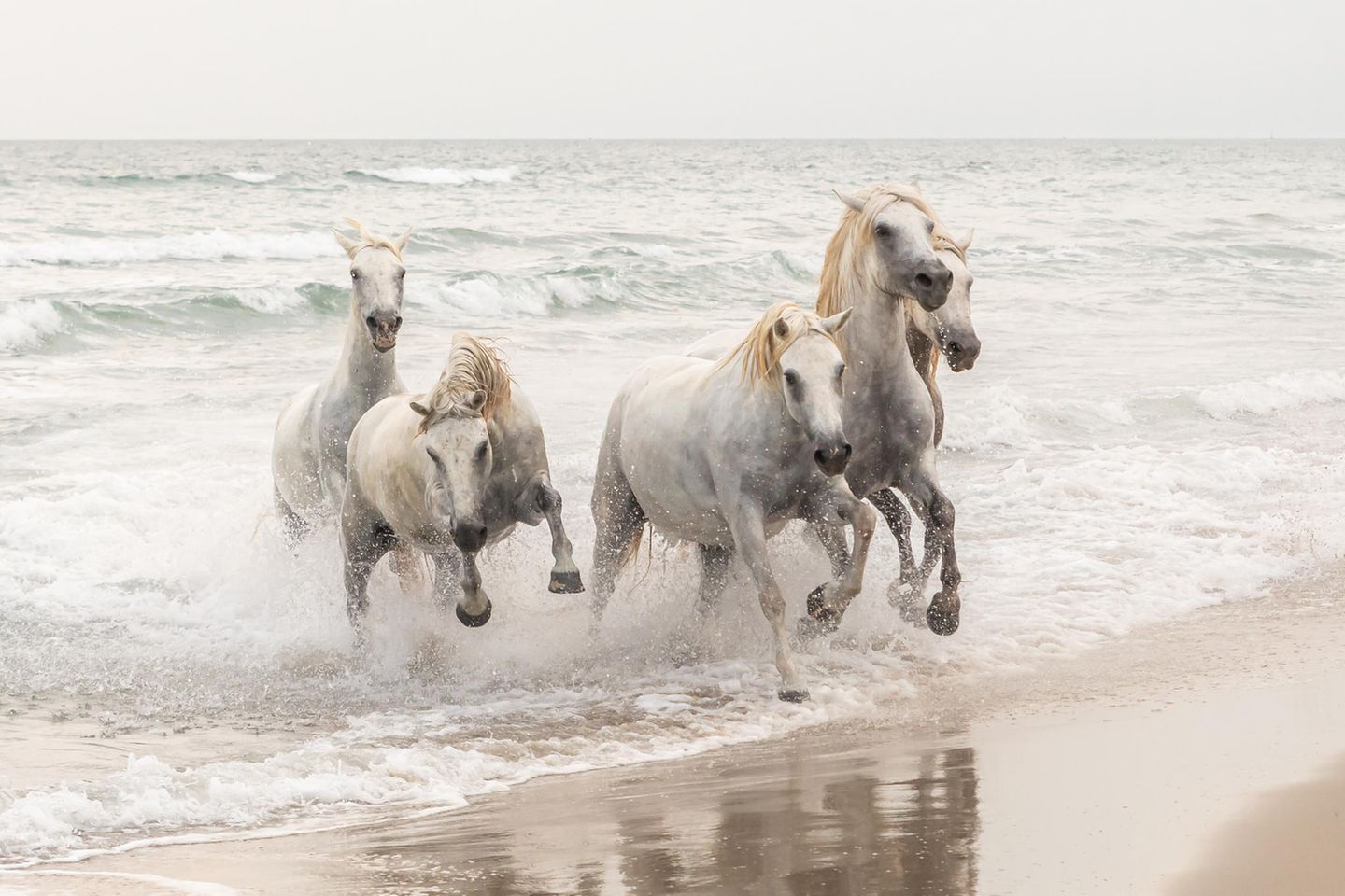 Slowenien: "Wildpferde" Image Name: Wild Horses Photographer Name: Matjaž Šimic Year: 2022 Image Description: <p>When we visited France this summer, we saw the famous white Camargue horses. Their elegance and energy fascinated me so much that I was left speechless.</p> Copyright: © Matjaž Šimic, Slovenia, Winner, National Awards, Natural World & Wildlife, 2022 Sony World Photography Awards