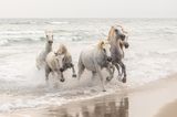 Image Name: Wild Horses  Photographer Name: Matjaž Šimic  Year: 2022  Image Description: <p>When we visited France this summer, we saw the famous white Camargue horses. Their elegance and energy fascinated me so much that I was left speechless.</p>  Copyright: © Matjaž Šimic, Slovenia, Winner, National Awards, Natural World & Wildlife, 2022 Sony World Photography Awards