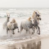 Image Name: Wild Horses  Photographer Name: Matjaž Šimic  Year: 2022  Image Description: <p>When we visited France this summer, we saw the famous white Camargue horses. Their elegance and energy fascinated me so much that I was left speechless.</p>  Copyright: © Matjaž Šimic, Slovenia, Winner, National Awards, Natural World & Wildlife, 2022 Sony World Photography Awards