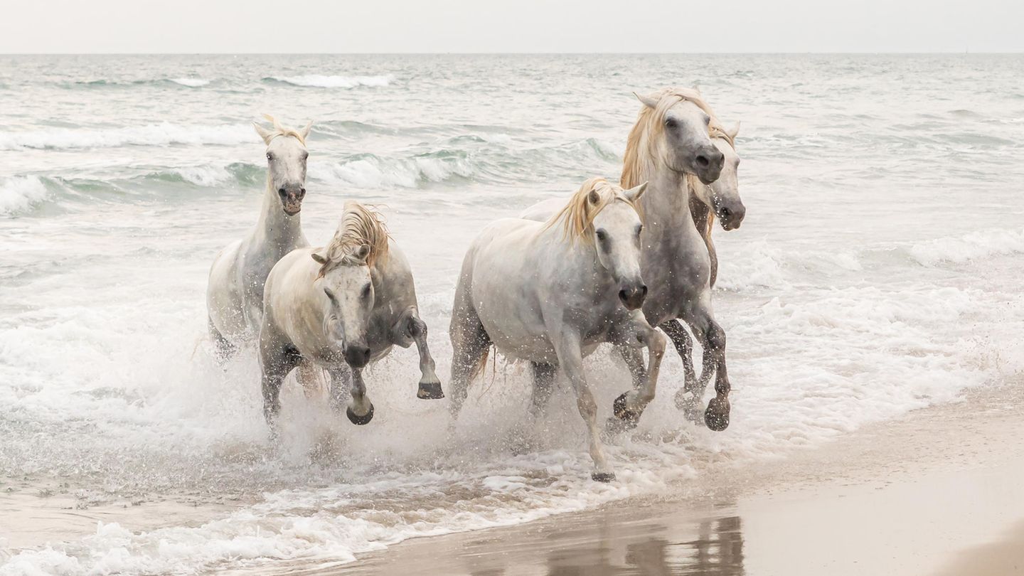 Slowenien: "Wildpferde" Image Name: Wild Horses Photographer Name: Matjaž Šimic Year: 2022 Image Description: <p>When we visited France this summer, we saw the famous white Camargue horses. Their elegance and energy fascinated me so much that I was left speechless.</p> Copyright: © Matjaž Šimic, Slovenia, Winner, National Awards, Natural World & Wildlife, 2022 Sony World Photography Awards