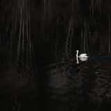 22.02.2022      "Schwan im Schattenspiel."      Kamera: Canon R5 / Canon 100 mm macro  Mehr Fotos von Peter Schwager