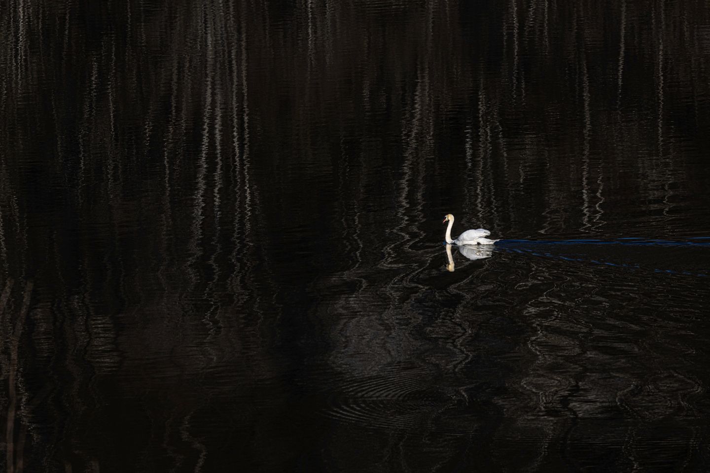 22.02.2022      "Schwan im Schattenspiel."      Kamera: Canon R5 / Canon 100 mm macro  Mehr Fotos von Peter Schwager