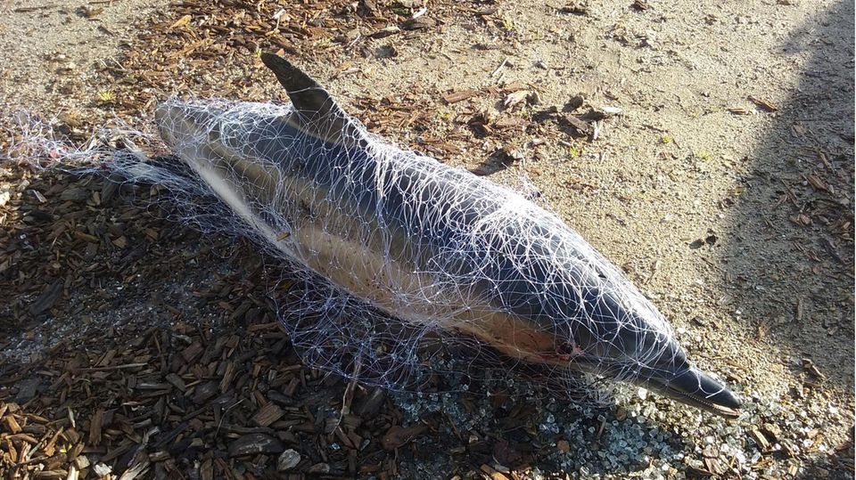 In ein Fischernetz eingewickelter Delfin am Strand