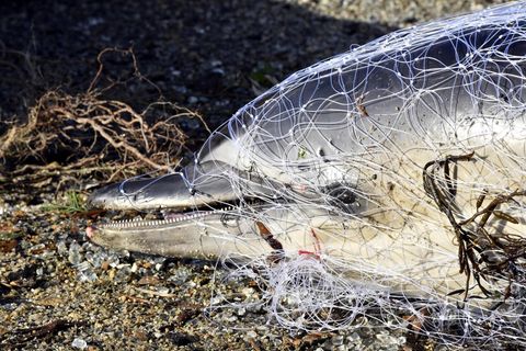 Toter Delfin in einem Fischernetz liegt angespült am Strand