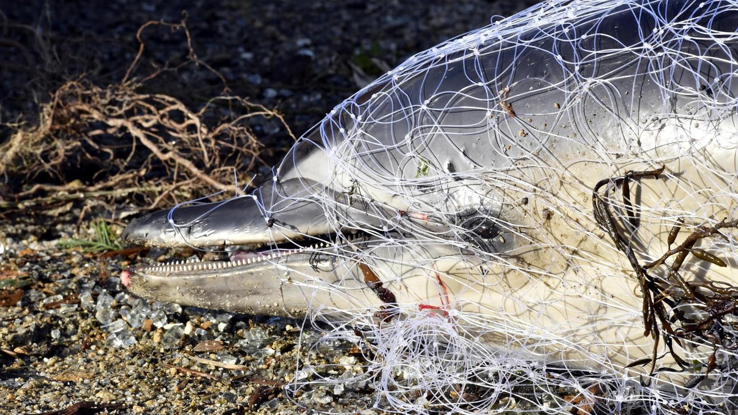 Toter Delfin in einem Fischernetz liegt angespült am Strand