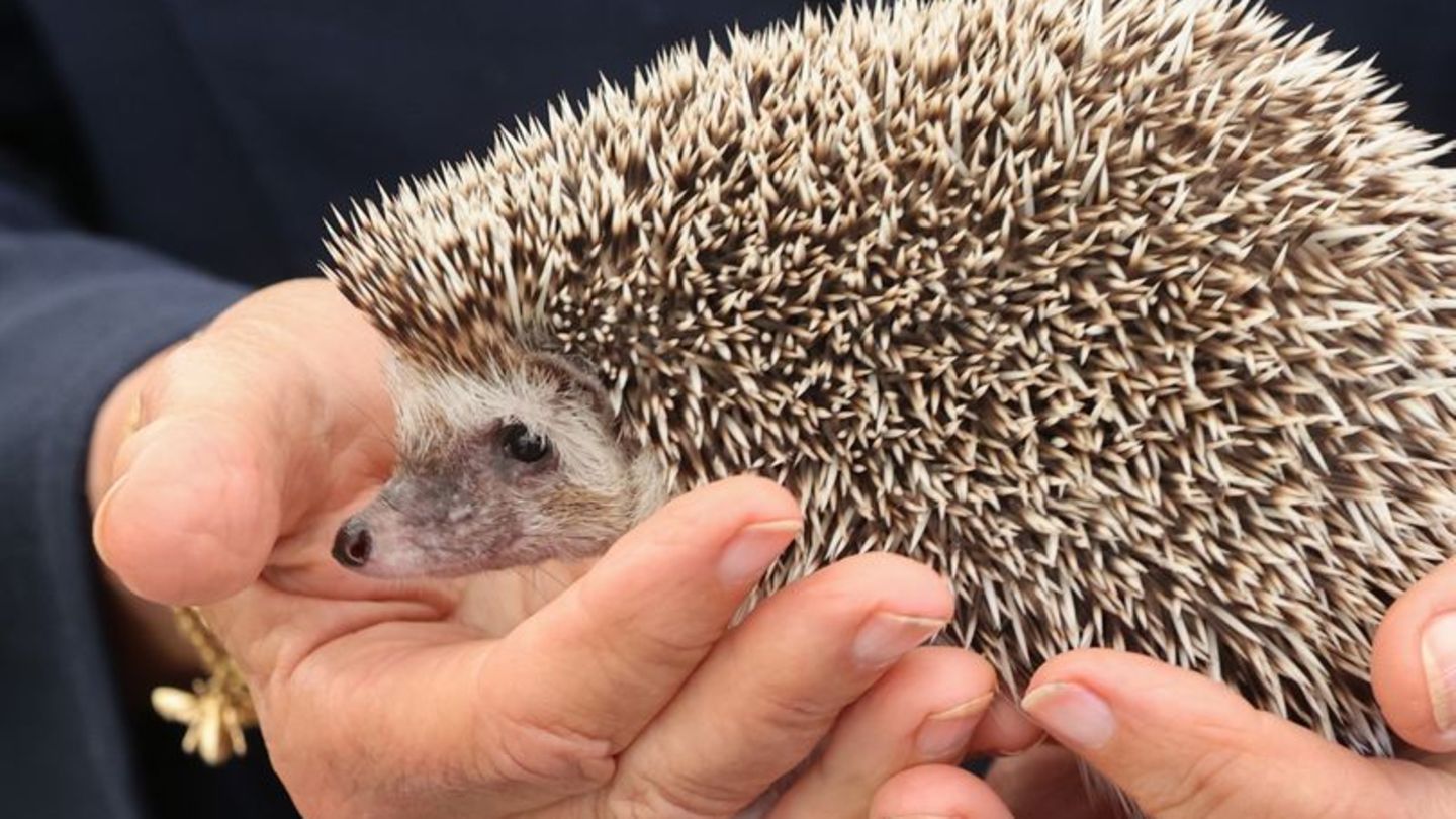 Igel sitzt in den Händen eines Mannes