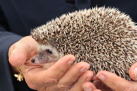 Igel sitzt in den Händen eines Mannes