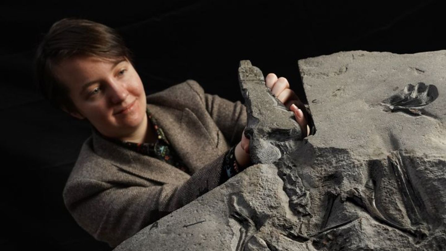 Wissenschaftlerin Natalia Jagielska präsentiert in Edinburgh das Flugsaurier-Fossil aus dem Jura-Zeitalter