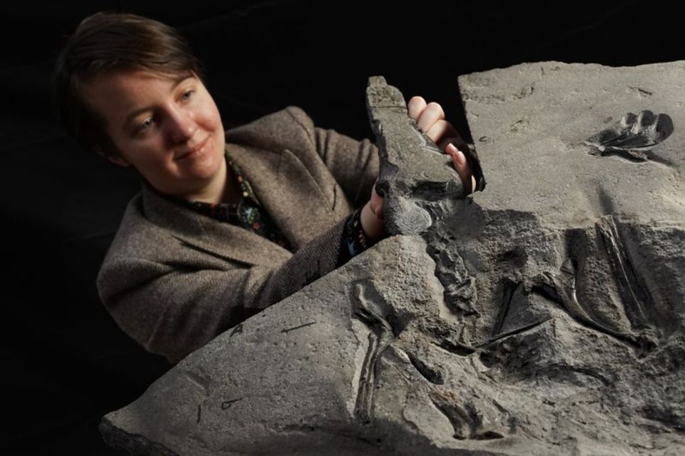 Wissenschaftlerin Natalia Jagielska präsentiert in Edinburgh das Flugsaurier-Fossil aus dem Jura-Zeitalter