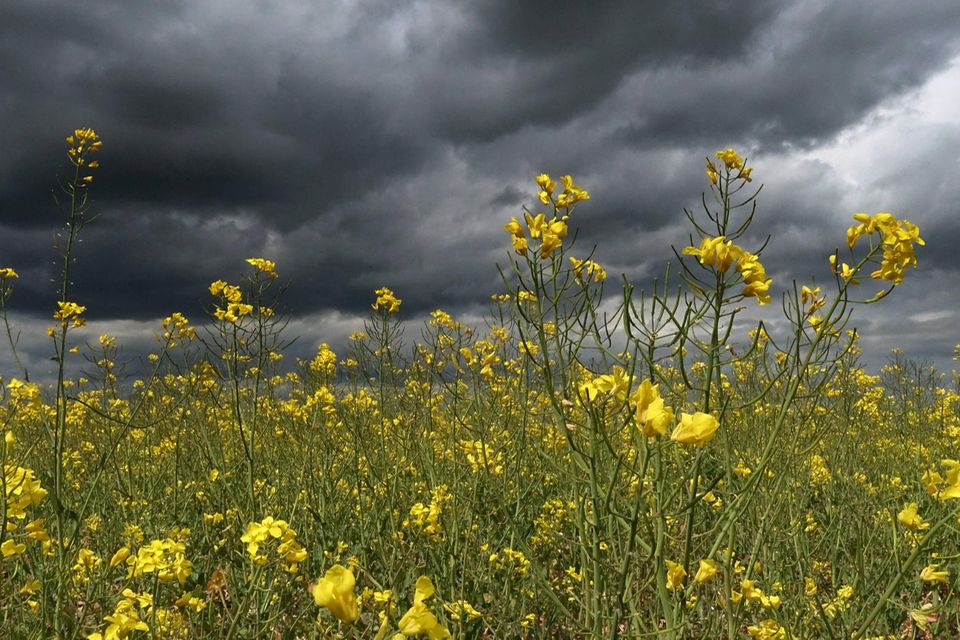 Gewitterwolken über einem Rapsfeld in Brandenburg: Biokraftstoffe, zum Beispiel aus Rapsöl, sind einer aktuellen Studie zufolge noch klimaschädlicher als gedacht
