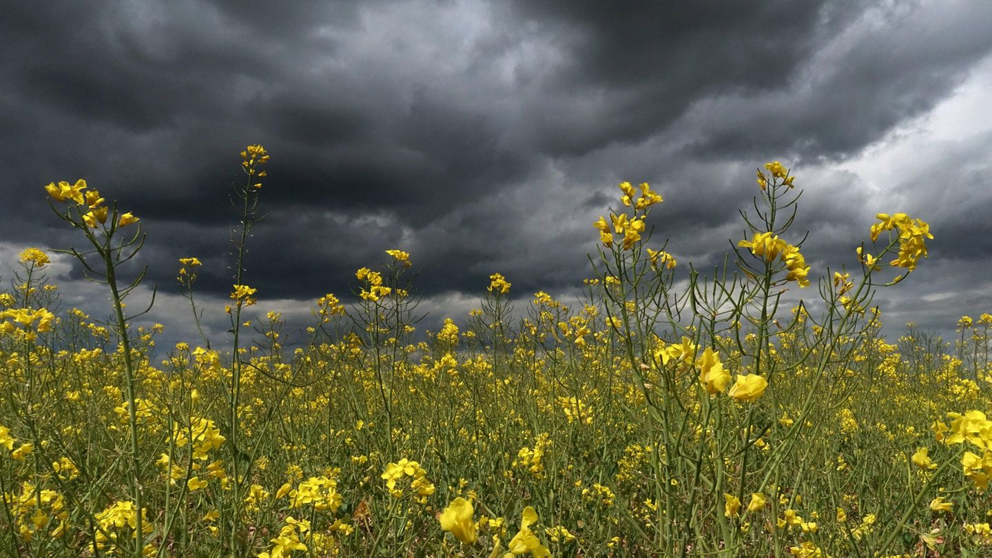 Gewitterwolken über einem Rapsfeld in Brandenburg: Biokraftstoffe, zum Beispiel aus Rapsöl, sind einer aktuellen Studie zufolge noch klimaschädlicher als gedacht
