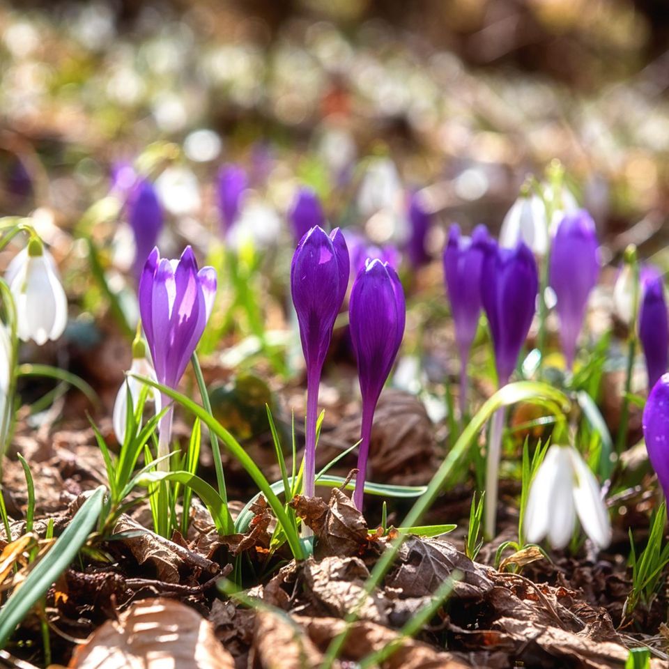 Frühlingsblumen: Das Geheimnis der Frühblüher