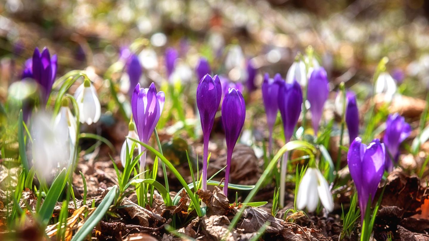 Frühlingsblumen: Das Geheimnis der Frühblüher