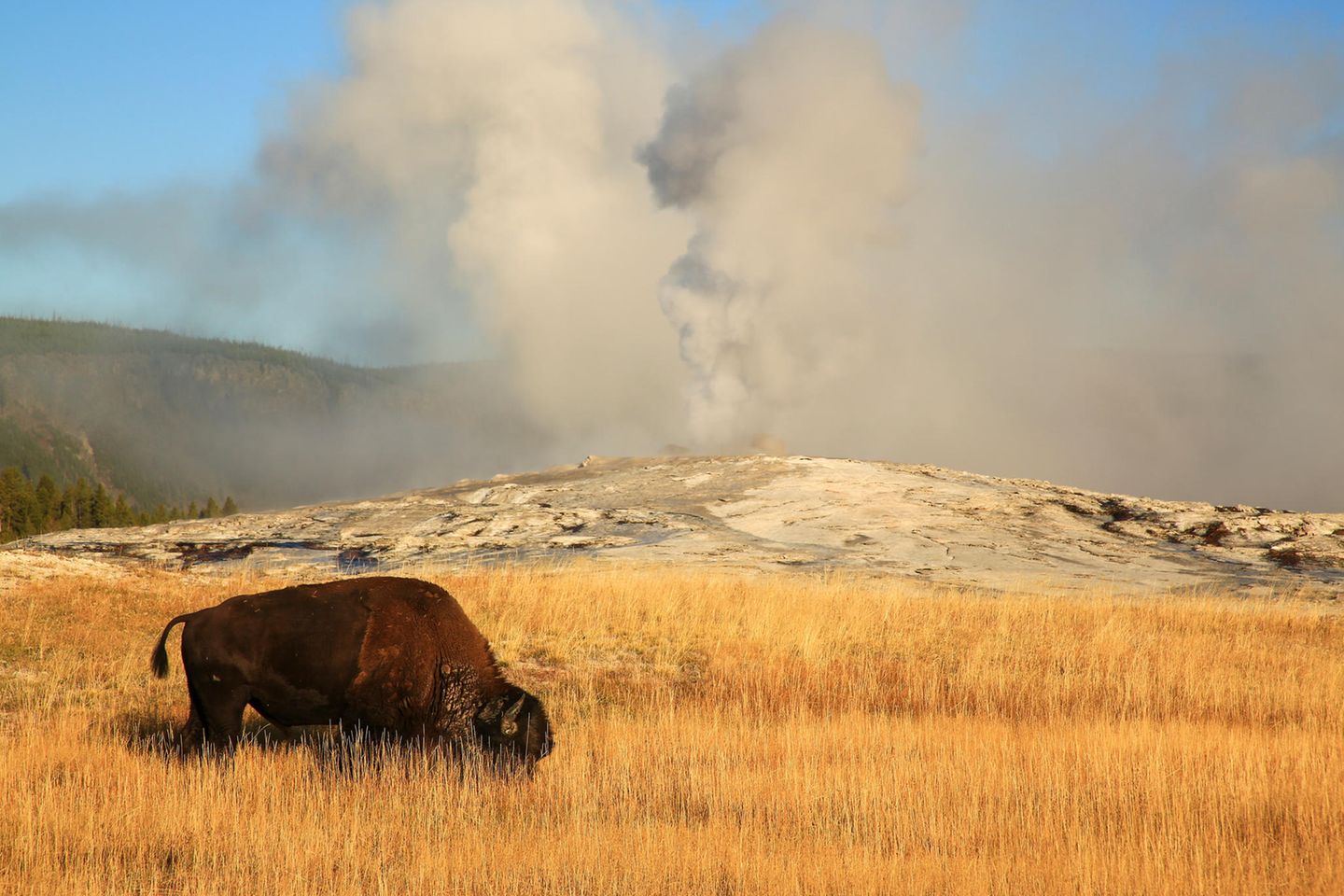 Old Faithful Grasender Bison vor dem Geysir Old Faithful in Wyoming