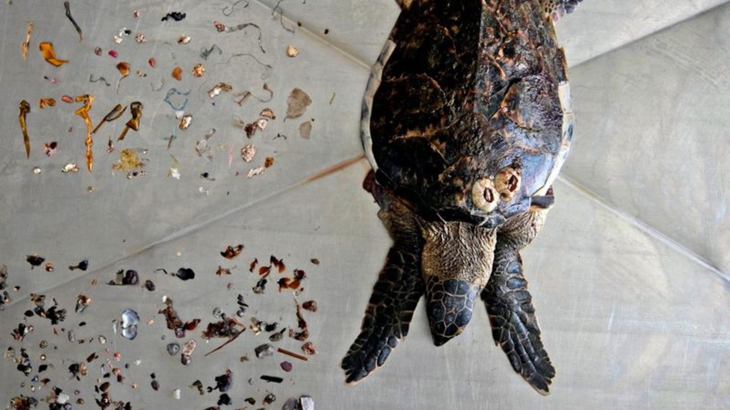 Karettschildkröte mit Plastikresten