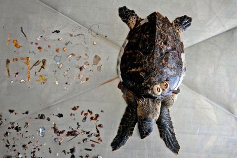 Karettschildkröte mit Plastikresten